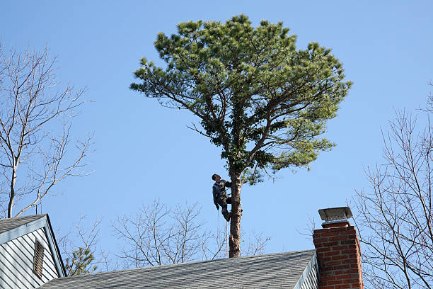 Best Tree Health Inspection  in Cadillac, MI